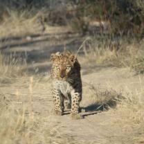 Baby leopard walking on the wild