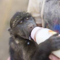 Volunteer feeding a  baby chipanze
