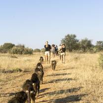 Volunteers taking the cheeky baboons out on their daily walk