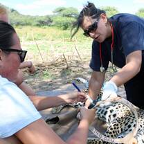 Volunteers together with a veterinary examining a leopard in the wild