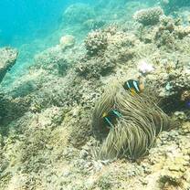 bold earth belize