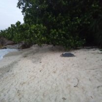 Turtle