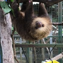 A rehabilitated sloth at the Toucan Rescue Ranch, Heredia, San Jose
