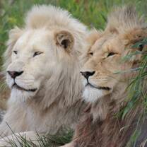 two lions rest in the wild field  