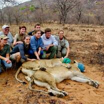 volunteers pose camera with two anesthetized lions in the wild
