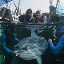 Volunteers and biologists with a big fish inside the aquarium 