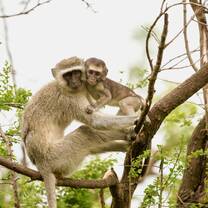 baby monkey hugs the mother on top of a tree
