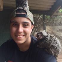 Volunteer plays with baby monkeys at the injured & orphaned wildlife program