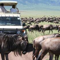 An annual migration of wild life in the Serenegti plains is a wonder of nature..