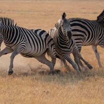 Victoria Falls Nature Enthusiast Course 