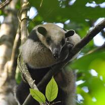 GVI: Internships in Costa Rica