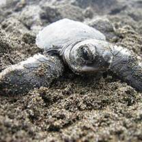 GVI: Internships in Costa Rica
