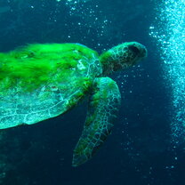 GVI: Marine Conservation Volunteering