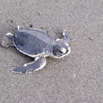 GVI: Volunteer in Costa Rica