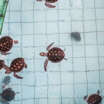 GVI: Volunteer in Thailand