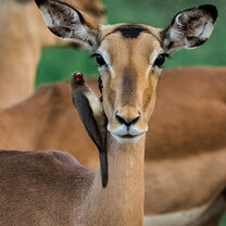 Internship in South Africa