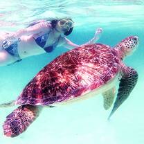 Swimming at the Tobaco Cays 