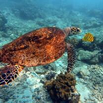 One of the many turtles I encounter on a dive