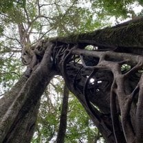 Monteverde Strangler Figs