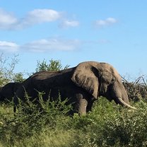 An elephant friend! 
