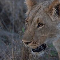 Victoria Falls Nature Enthusiast Course 3