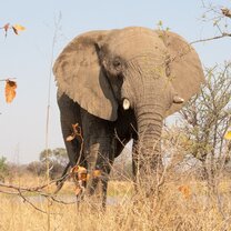 Victoria Falls Nature Enthusiast Course 5