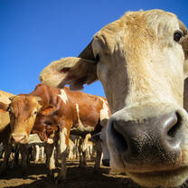 Cows in Kenya with Culsans