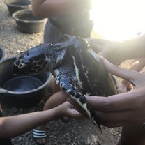 Medium turtle being cleaned