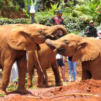 Baby orphaned elephants at DSWT in Nairobi in Kenya with Culsans