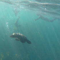 This picture was taken while seal snorkeling in Haut Bay, one of many amazing things Cape Town has to offer