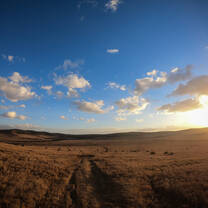 Bush landscape in Kenya with Culsans