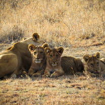 Lion cubs in Kenya with Culsans