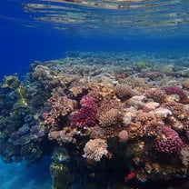 Coral reef, taken underwater at the Ras Mohamed National Park, South Sinai, Egypt. May 2019