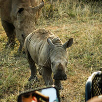 Wildlife in Kenya with Culsans includes black and white rhinos. 