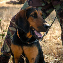 Sniffer dog in Kenya with Culsans