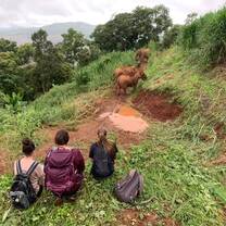 Data collection on the elephants.
