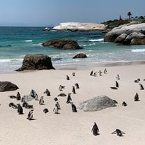 Boulders Beach Penguin Colony