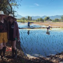 Thai Village Homestay- planting rice in the fields