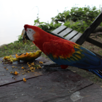 Macaw