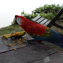 Macaw