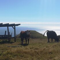 A Cow Just some Coos on a hike in the Lower Hutt suburbs