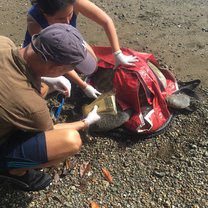 Scanning the turtle for a microchip