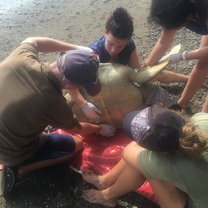 measuring the underside of the turtle
