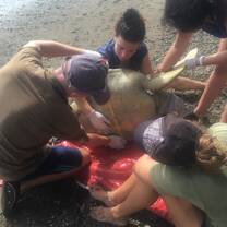 measuring the underside of the turtle
