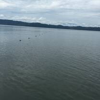 The net buoys in the water