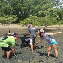collecting mud to plant mangrove seeds in 