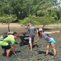 collecting mud to plant mangrove seeds in 
