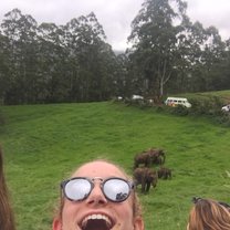 Wild Elephants in the Mountains! 