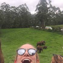 Wild Elephants in the Mountains! 