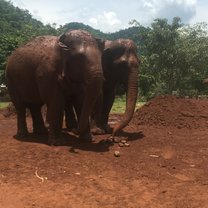 Elephants in the dirt. 